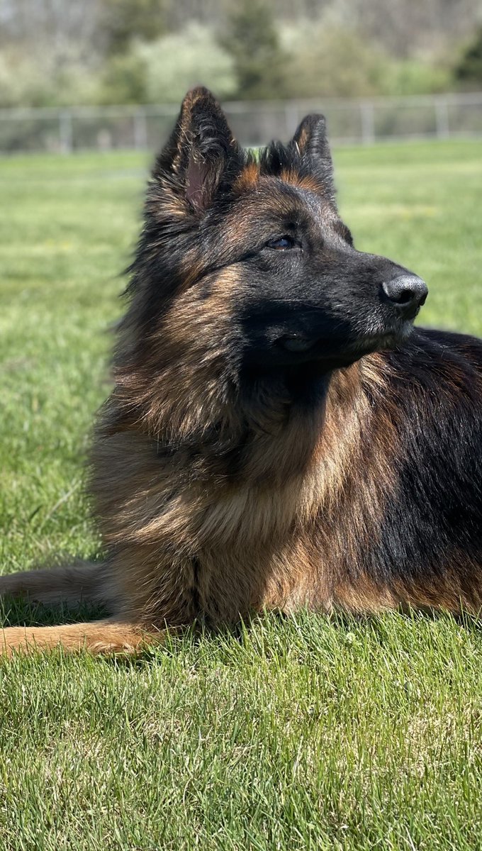 Santo Paws tweet media