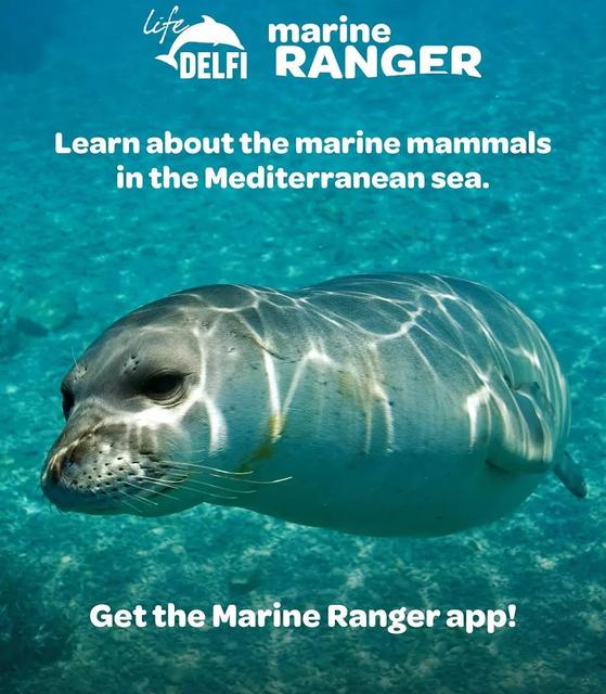 Blue World Institute (@blueworld_inst) on Twitter photo As part of <a href="/delfi_life/">Life Delfi</a> activities, we have developed #citizenscience #MarineRangerapp to #reportyoursighting of live, stranded or by-caugh #marinemammals. Download from marine-ranger.org
#LIFEproject #EUBiodiversity #Natura2000 #Mediterranean #whales #dolphins #Monkseal As part of <a href="/delfi_life/">Life Delfi</a> activities, we have developed #citizenscience #MarineRangerapp to #reportyoursighting of live, stranded or by-caugh #marinemammals. Download from marine-ranger.org
#LIFEproject #EUBiodiversity #Natura2000 #Mediterranean #whales #dolphins #Monkseal