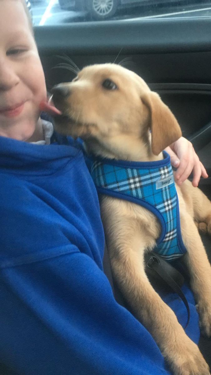 JusticeforRegg1's tweet photo. We will be running a Facebook live for people who have had their dog lost or stolen

Please inbox us for your slot and hopefully we can help you get them home 

We wish every day we could bring Reggie back but we cant so we r here to help you 

https://t.co/sFM6d2LW2g https://t.co/4l5JNVz17u