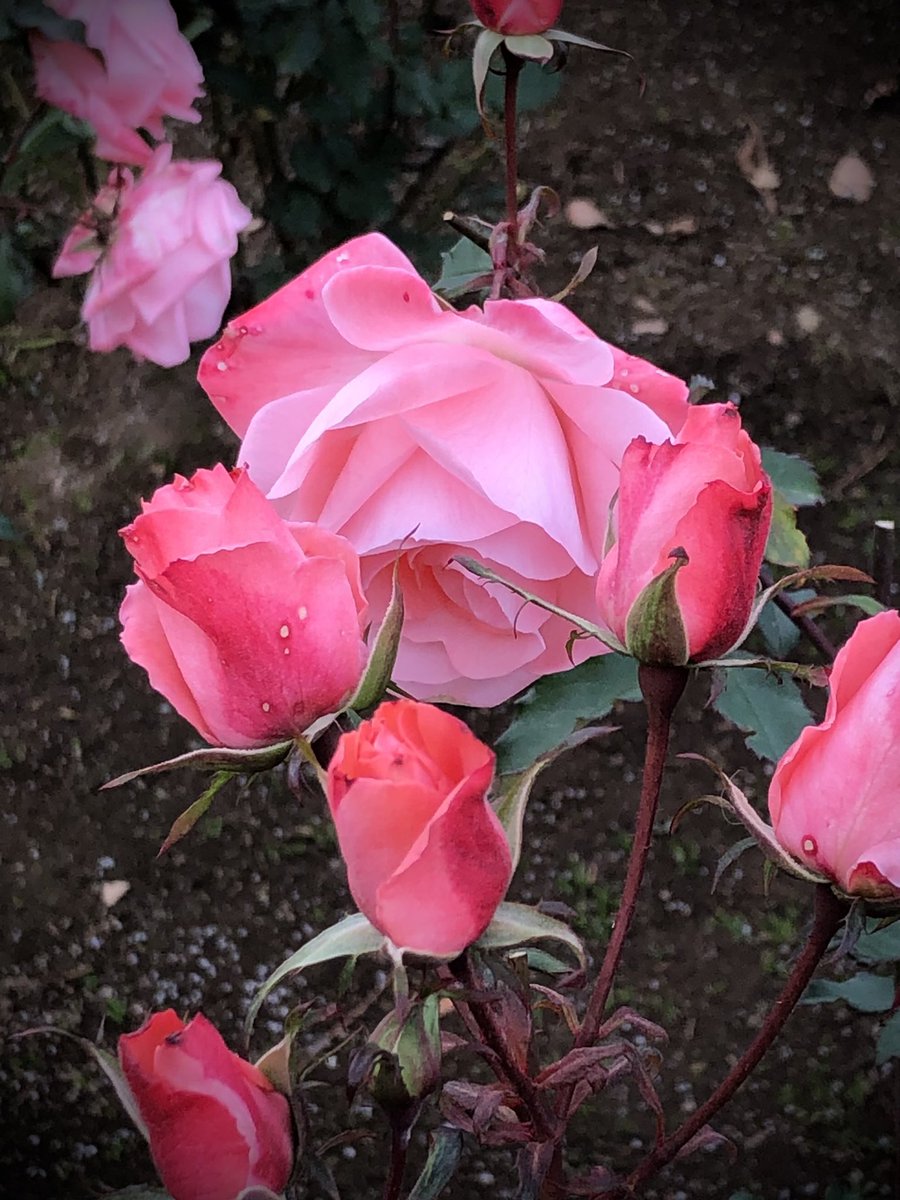 植木久夫 على تويتر 12 12の神代植物公園の薔薇の セブンティーン Seventeen 1959年アメリカ産をもう1枚 神代植物公園 薔薇 バラ 花 Parksjindai Rose Roses Flower Flowers T Co Jjmn7m5lyi