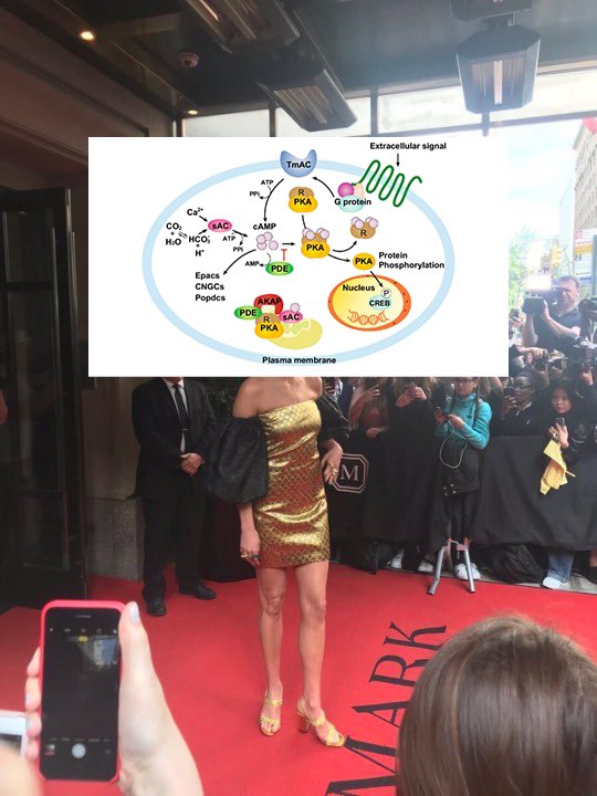 NeuroMiamiOH's tweet image. anyone else find this funny or is it just me? Just me? Okay. #biology #cellularsignaling #secondmessenger #CAMP