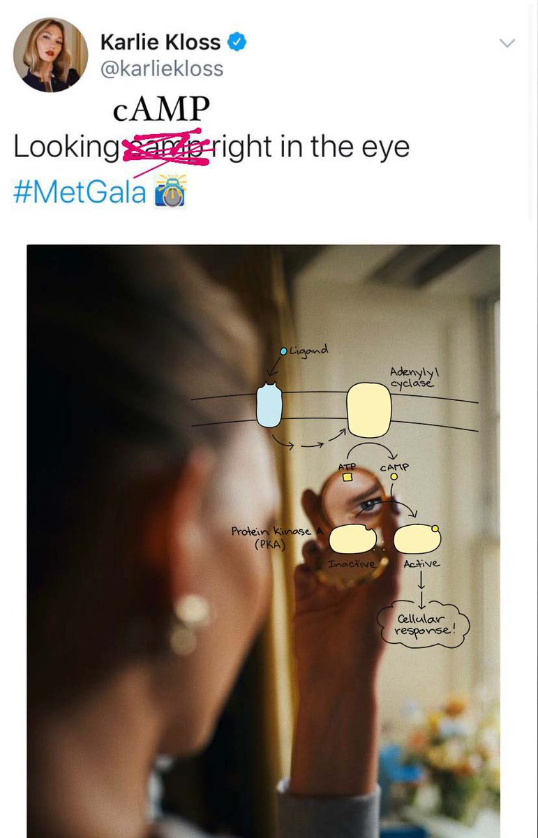 NeuroMiamiOH's tweet image. anyone else find this funny or is it just me? Just me? Okay. #biology #cellularsignaling #secondmessenger #CAMP