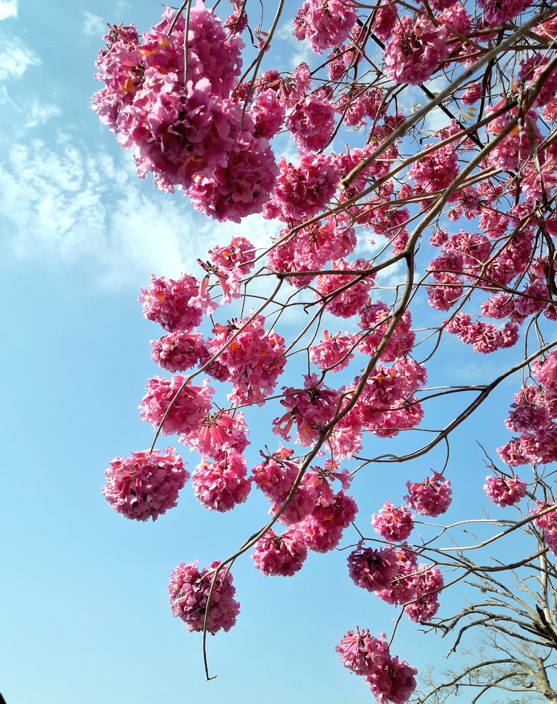 Santi Baez tweet media