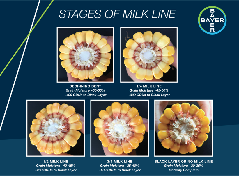Are you ready for corn silage time? Before you chop your crop, consider the recommended timing and position of the milk line. That means 2/3 milk line and 65% moisture for whole plant. Send us a DM with any questions you have and we'll get them answered! 😊
