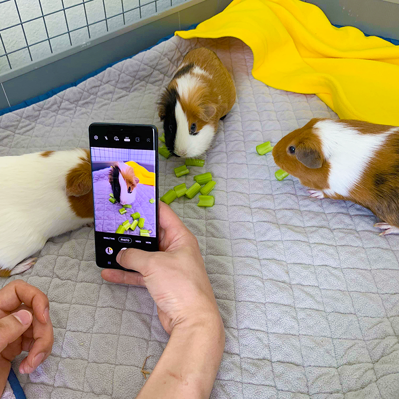 GuineaDad's tweet image. The photographer vs.  the photo

You're doing amazing sweetie! 😍

Shop our GuineaDad Liners by clicking 👉 guineadad.com/collections/gu…
⁠
#guineapig #guineapigs #guineapigofig #guineapigsofig #guineapigofttheday #guineapigofinstagram