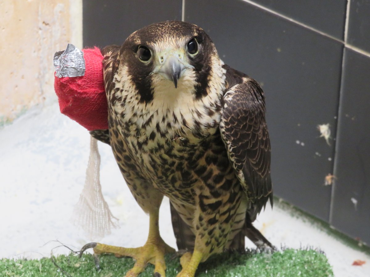 Halcón tiroteado entre Villanueva de la Cañada y Brunete (Madrid), tras ser atendido por nuestro equipo veterinario. Es una de las 3 rapaces víctimas de disparos que han ingresado en el Hospital de Fauna Salvaje de GREFA tras el inicio de la media veda grefa.org/noticias/8-dep…