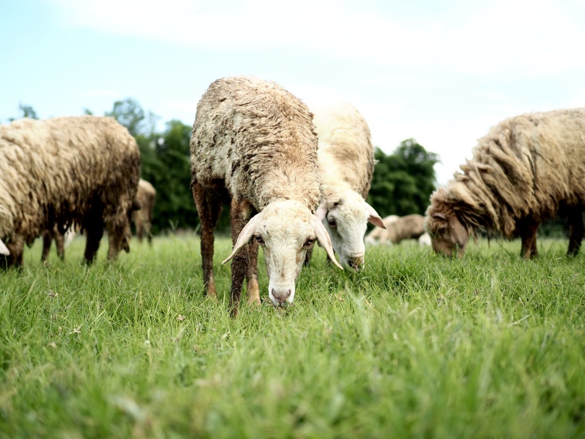 Superior Farms tweet media
