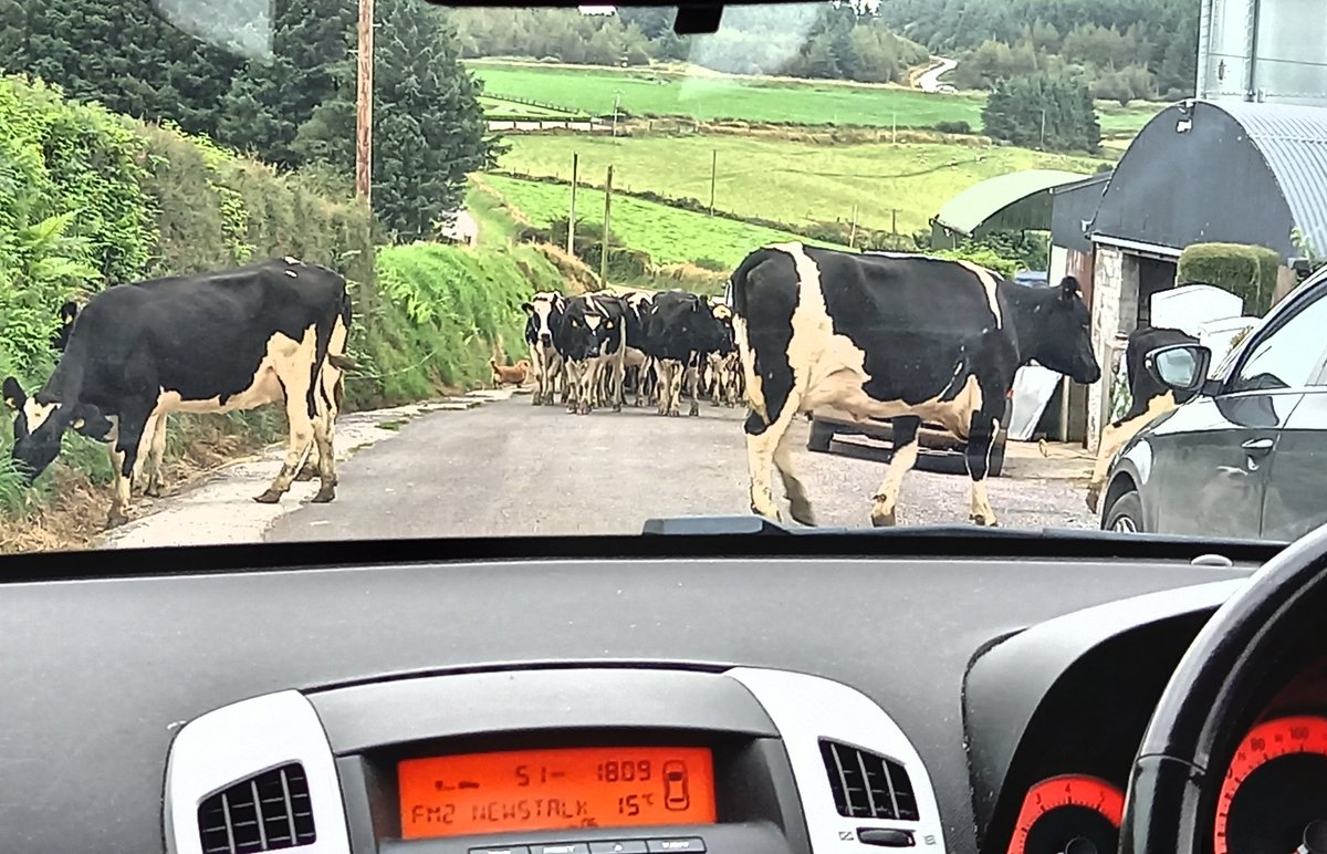 PRODOM_UCC's tweet photo. Yesterday we resumed field sampling in the #Dripsey catchment. We had low flow conditions and a few roadblocks 🐮🐮🐮 https://t.co/bUAAxp5Bbx