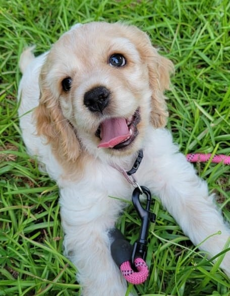 CockerGuild's tweet image. It's an older picture but it really captures the personality of Shae...