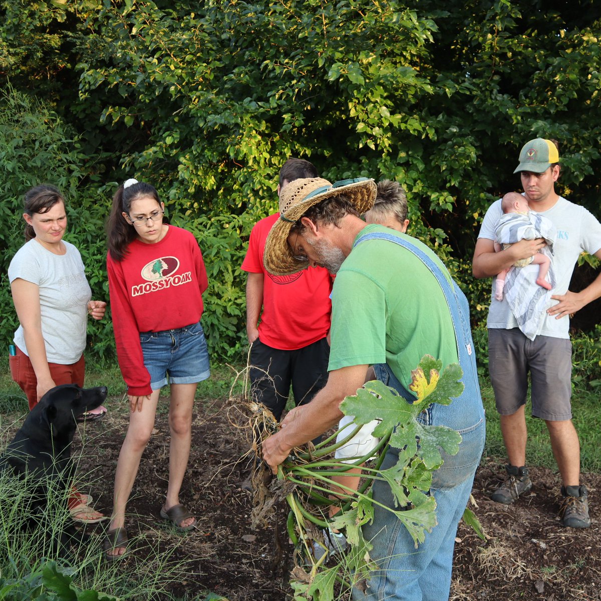 Springfield Community Gardens tweet media