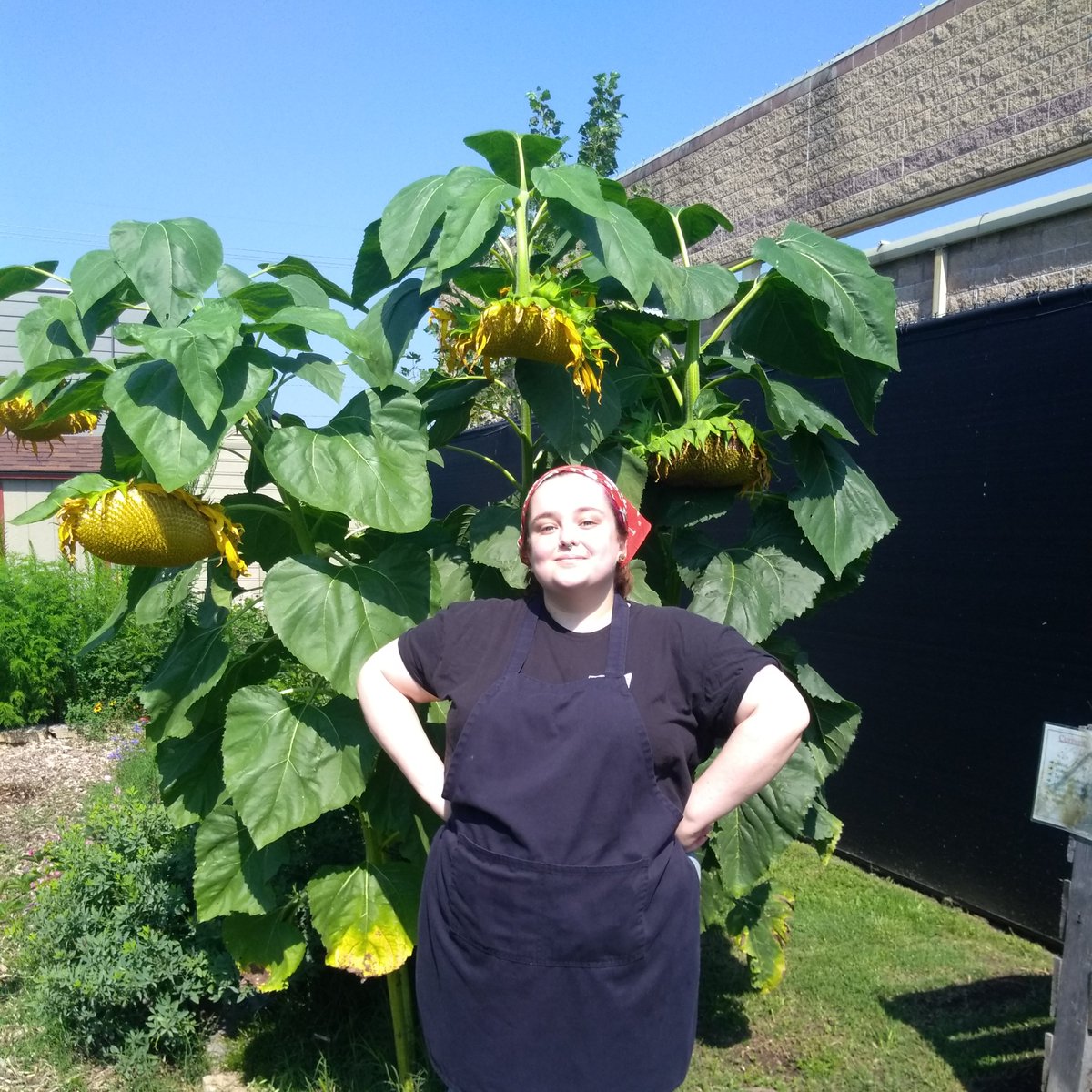 Springfield Community Gardens tweet media