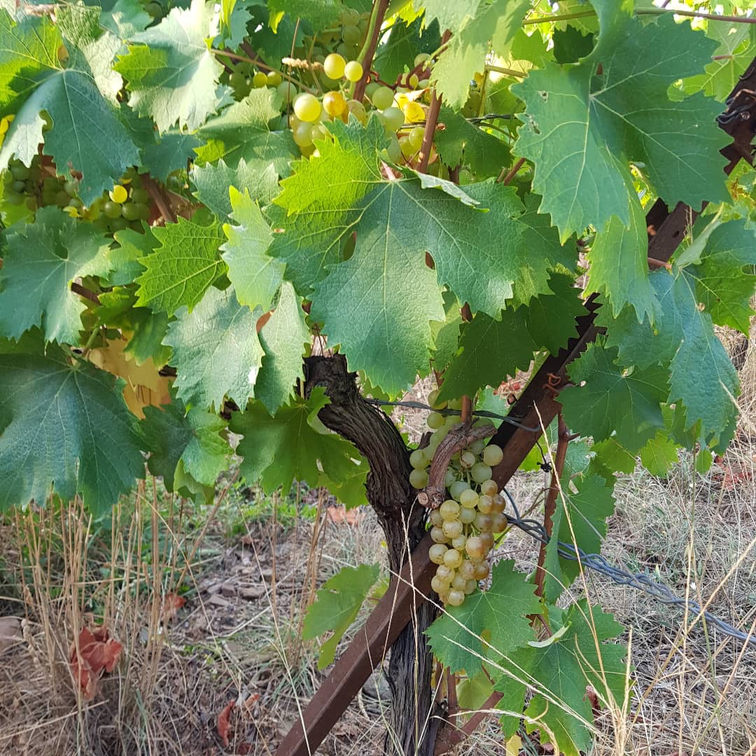 veromascoris's tweet photo. 1ère superbe journée de vendanges au Mas Coris avec notre parcelle de blancs : 4 cépages pour 2 vins blancs : Atout Pic et Pic de Vissou.
Tout ça avec une équipe tellement sympa et bosseuse que la journée est encore plus belle 👍❤
#MasCoris #languedocwines https://t.co/abjEetiTrk