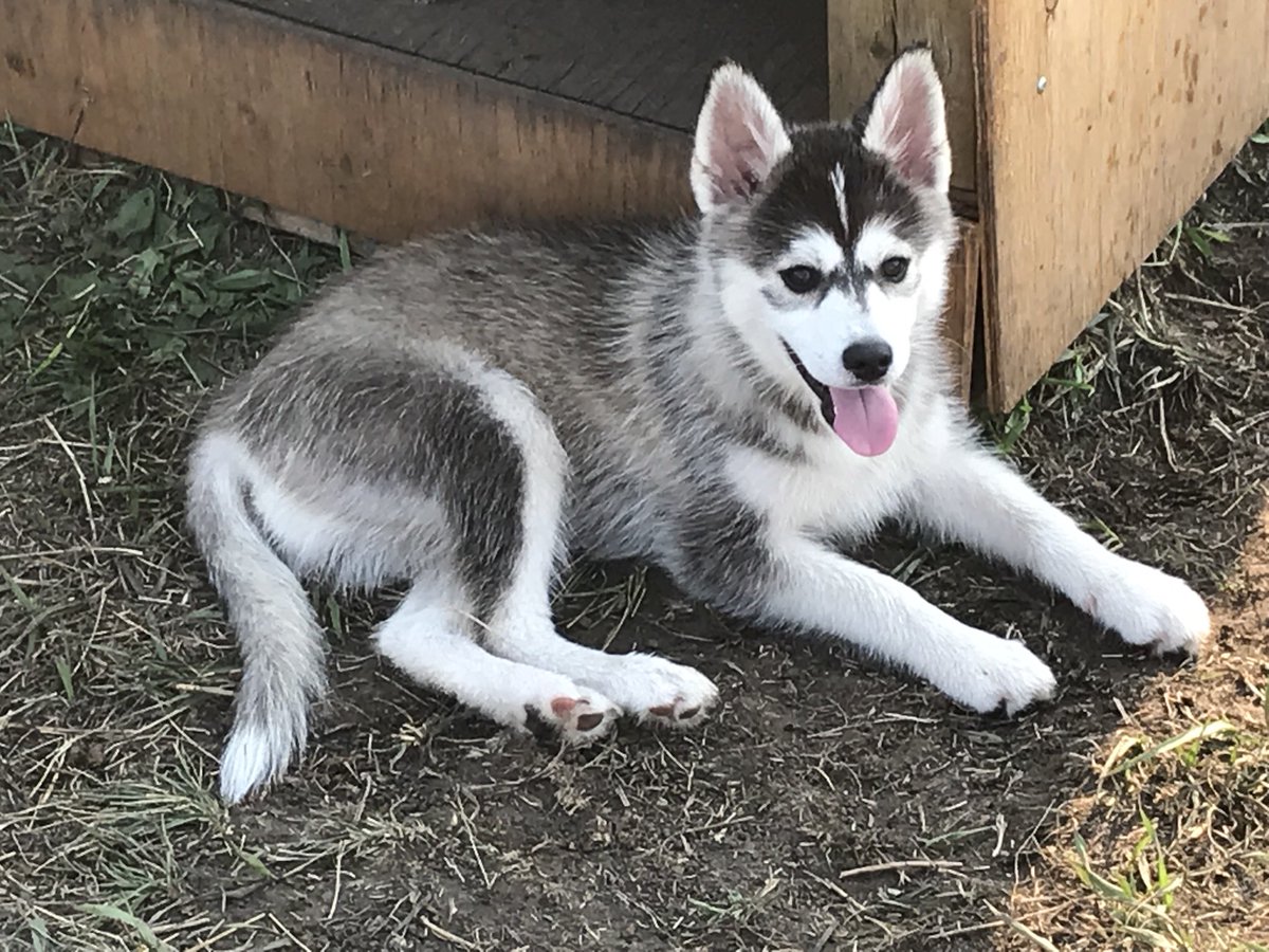 Three years ago we brought him home…and this little couch coyote quickly found a place in our hearts. (and our couch) We named him Sparks because of that white bolt on his forehead.