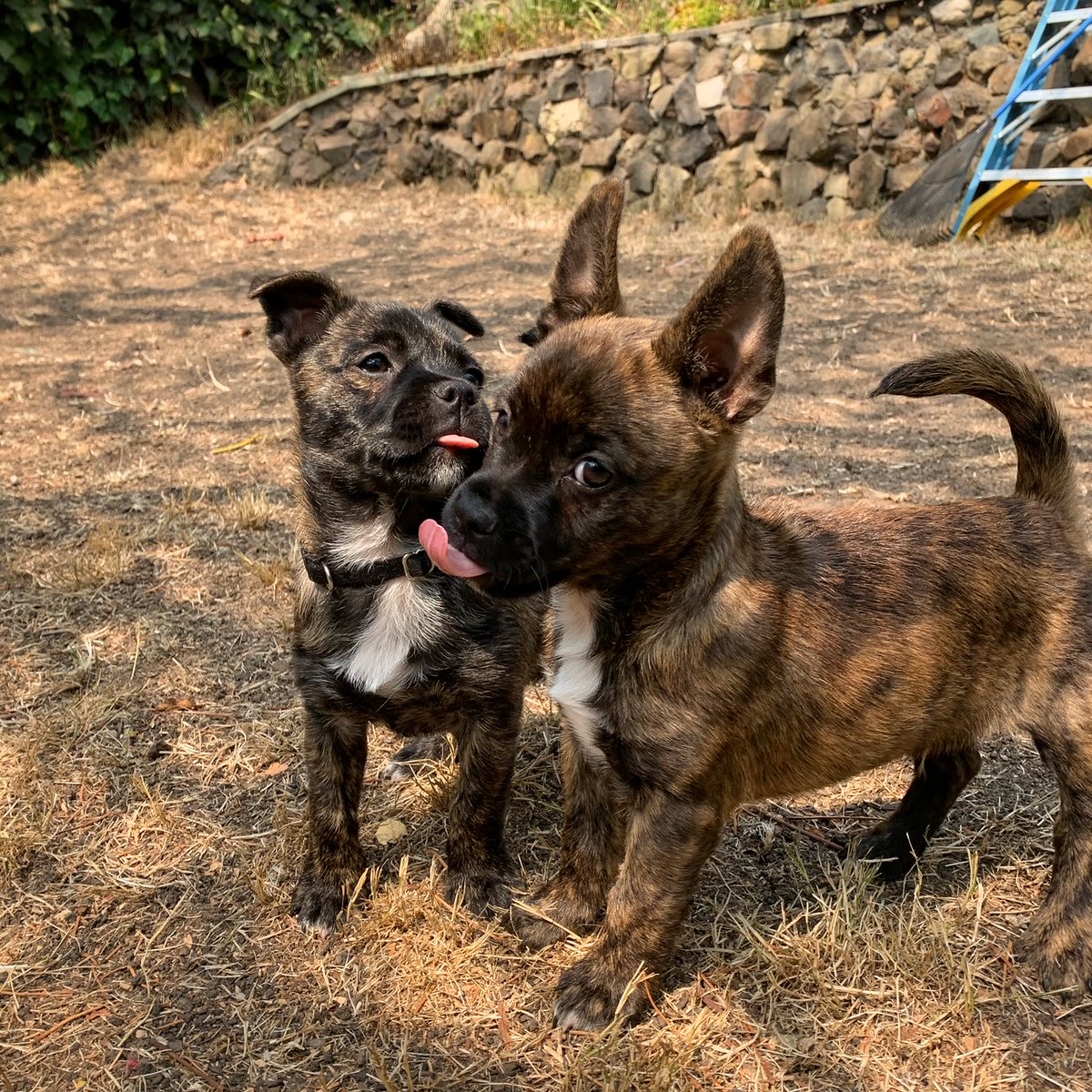 Villa and Rugby sharing a little love. Doggie kisses are the best kisses!