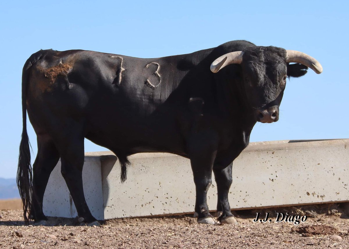 Arandatoros's tweet photo. Los 2 últimos toros de Miura para el 12 de septiembre. MIURA en estado puro. https://t.co/IOk1nK3Sn7