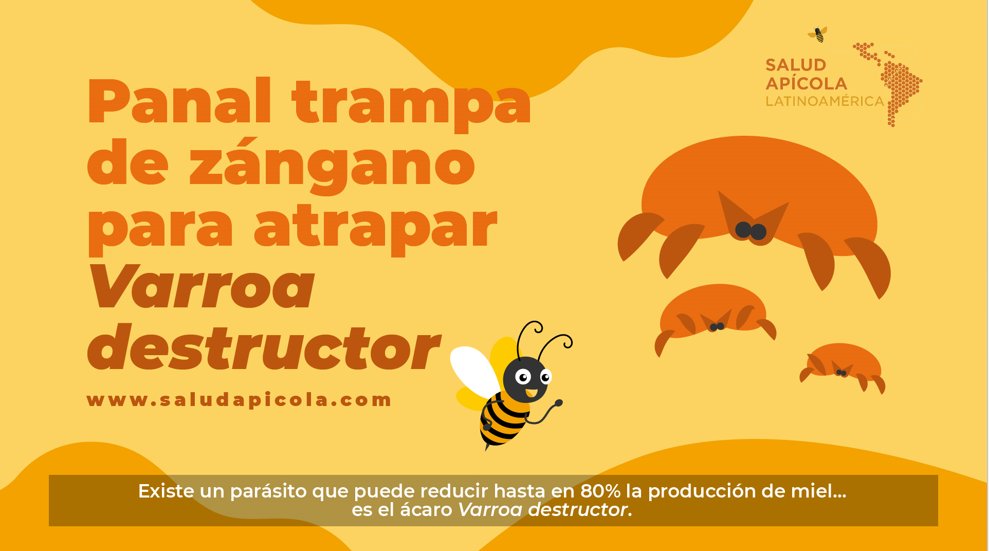 En videos de menos de 2 minutos <a href="/SaludApicola/">Salud Apícola Latinoamérica</a> Latinoamérica te entrega conceptos básicos y recomendaciones para resguardar la salud y el bienestar de la colmena. Revisa cómo desinfectar materiales de madera, hacer una trampa para varroa y más!
📽️: bit.ly/ApiAnima