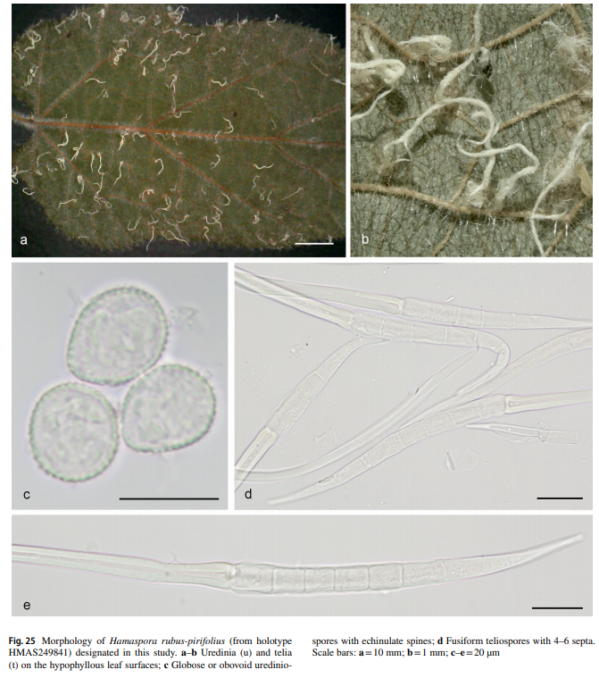 Awesome new rust species!
Contribution to rust flora in China I, tremendous diversity from natural reserves and parks doi.org/10.1007/s13225…
