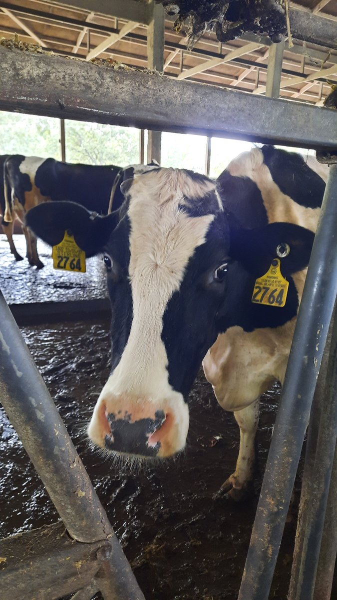 Mschoenmorrison's tweet photo. @DairyFarmher They always know how to put me in a good mood. https://t.co/hndkuF4yxS