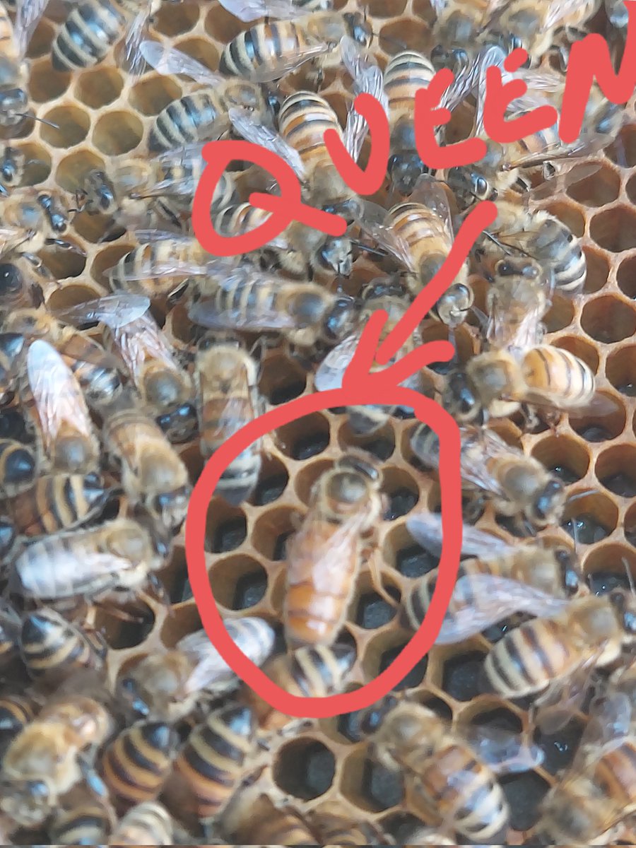 DelishesPyne's tweet image. I just wanted to show yall my new Queen k bye