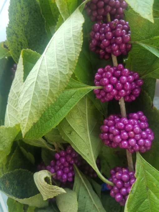 Went strolling thru the woods yesterday and found some beautyberries so had to pick some and make some