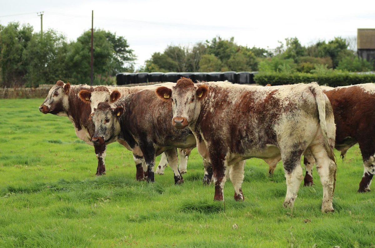 BubnellCliff's tweet photo. Decent bunch of Longhorn steers! @LonghornOffice 

#longhorns #englishlonghorns #pedigreelonghorns #gonative #grassfedbeef #beefboxes #meatbox #longhornbeef #baslow #bakewell #chatsworth #peakdistrict #yourpeakdistrict #peakdistrictproduce #shoplocal #buydirect #farmassured https://t.co/86ZoLfHkgz