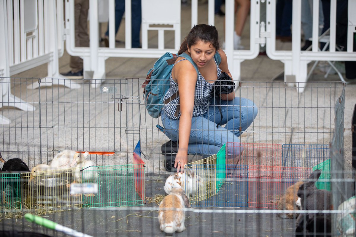 HarCommonSpaces's tweet photo. Yesterday the Institute of Politics @Kennedy_School welcomed students back with live music, food and a petting zoo on the Science Center Plaza! Aren’t they cute? 

For updates on events like these check out the link in our bio! #MySCC https://t.co/33eqYDW5nv