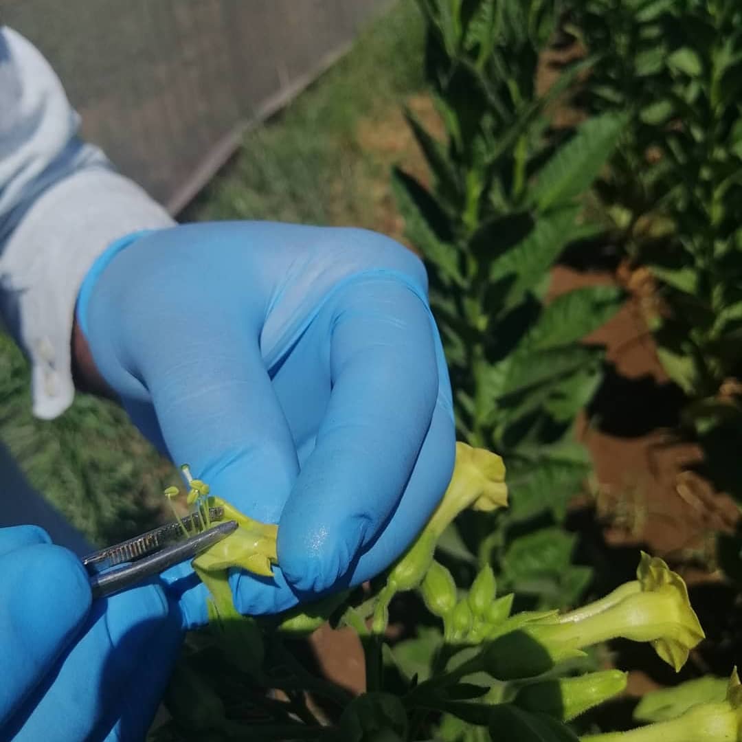 Egetarimsal's tweet photo. 🌿 "Tütün Araştırmaları Projesi" kapsamında tütün bitkisinde (Nicotiana tabacum L.) melezleme çalışmalarımız.
@TAGEM_ANKARA
@karagoz_erdem
#tagemsahada #etae #tütün #nicotianatabacum https://t.co/1AEBSGUnHi