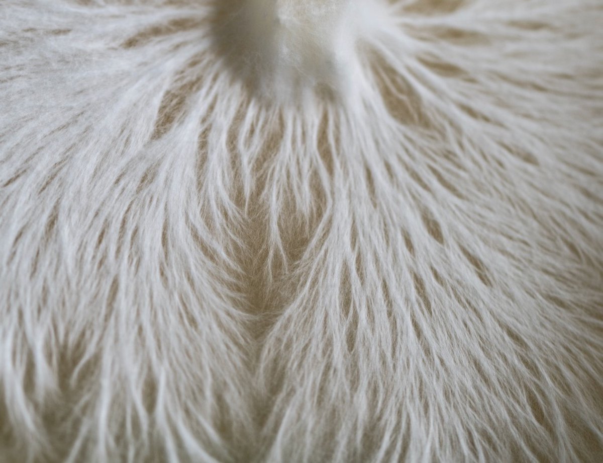 Do you know what mycelium is? Mycelium forms a dense network underground, like tree roots, and sets the stage so that a mushroom can grow. While important to fungi growth mycelium does not contain the beneficial compounds fruiting bodies do to support health. #mushroom #mycelium
