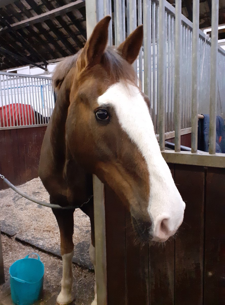 Saddle Club Newsletter is presented to our members on a monthly basis. Check out our remaining 2021 schedule of events and latest news here: mailchi.mp/fafddfe4921d/s…  Next time why not consider joining us? #hacsaddleclub  #horseridingclub #equestrian