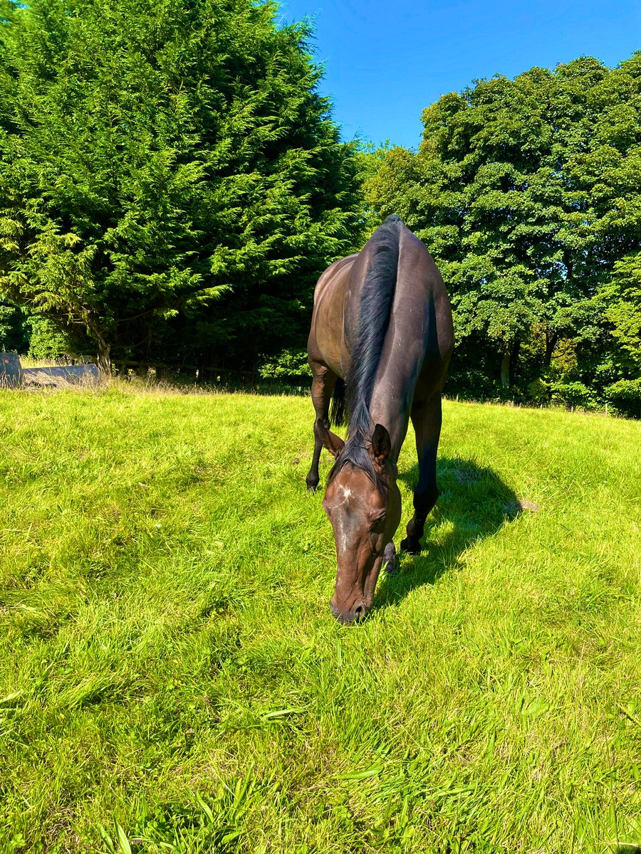 Lib2107's tweet photo. Granite City Doc enjoying his holidays, he’ll be back next year fighting fit and ready to roll @MikeSmithRacin1 @HamiltonParkRC @NewcastleRaces https://t.co/kBG9UNS9XK