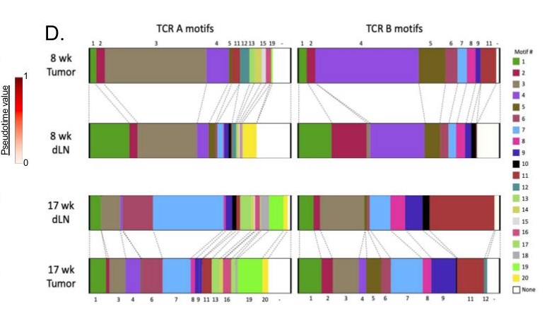Yale Cancer Center (@yalecancer) on Twitter photo New research by .<a href="/Joshilabyale/">Nik Joshi</a>, <a href="/KelliAConnolly/">Kelli Anne</a> & @Krishnaswamylab out today in <a href="/SciImmunology/">Science Immunology</a> shows certain stem-like T cells could aid #immunotherapy in #cancer treatment. <a href="/SmilowCancer/">Smilow Cancer Hospital</a> <a href="/YaleMed/">Yale School of Medicine</a> <a href="/YNHH/">Yale New Haven Hosp</a> <a href="/YaleIBIO/">Yale Department of Immunobiology</a> <a href="/Yale_CIO/">Yale Center for Immuno-Oncology</a> yalecancercenter.org/news-article/y… New research by .<a href="/Joshilabyale/">Nik Joshi</a>, <a href="/KelliAConnolly/">Kelli Anne</a> & @Krishnaswamylab out today in <a href="/SciImmunology/">Science Immunology</a> shows certain stem-like T cells could aid #immunotherapy in #cancer treatment. <a href="/SmilowCancer/">Smilow Cancer Hospital</a> <a href="/YaleMed/">Yale School of Medicine</a> <a href="/YNHH/">Yale New Haven Hosp</a> <a href="/YaleIBIO/">Yale Department of Immunobiology</a> <a href="/Yale_CIO/">Yale Center for Immuno-Oncology</a> yalecancercenter.org/news-article/y…