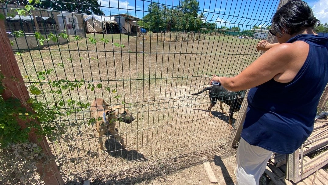 Defensoría Animal MX tweet media