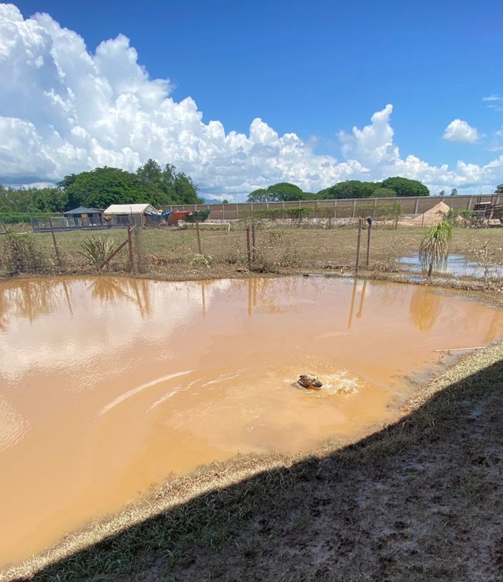 ⚠️La tragedia no da tregua y aunque menos mediáticos estos casos en #Vallarta #Jalisco han enfrentado consecuencias graves y requieren apoyo, tal es el caso del Refugio #SPCA de #Vallarta y #AlbergueAtardecer sería deseable la misma atención en todos los casos <a href="/GobiernoJalisco/">Gobierno de Jalisco</a>