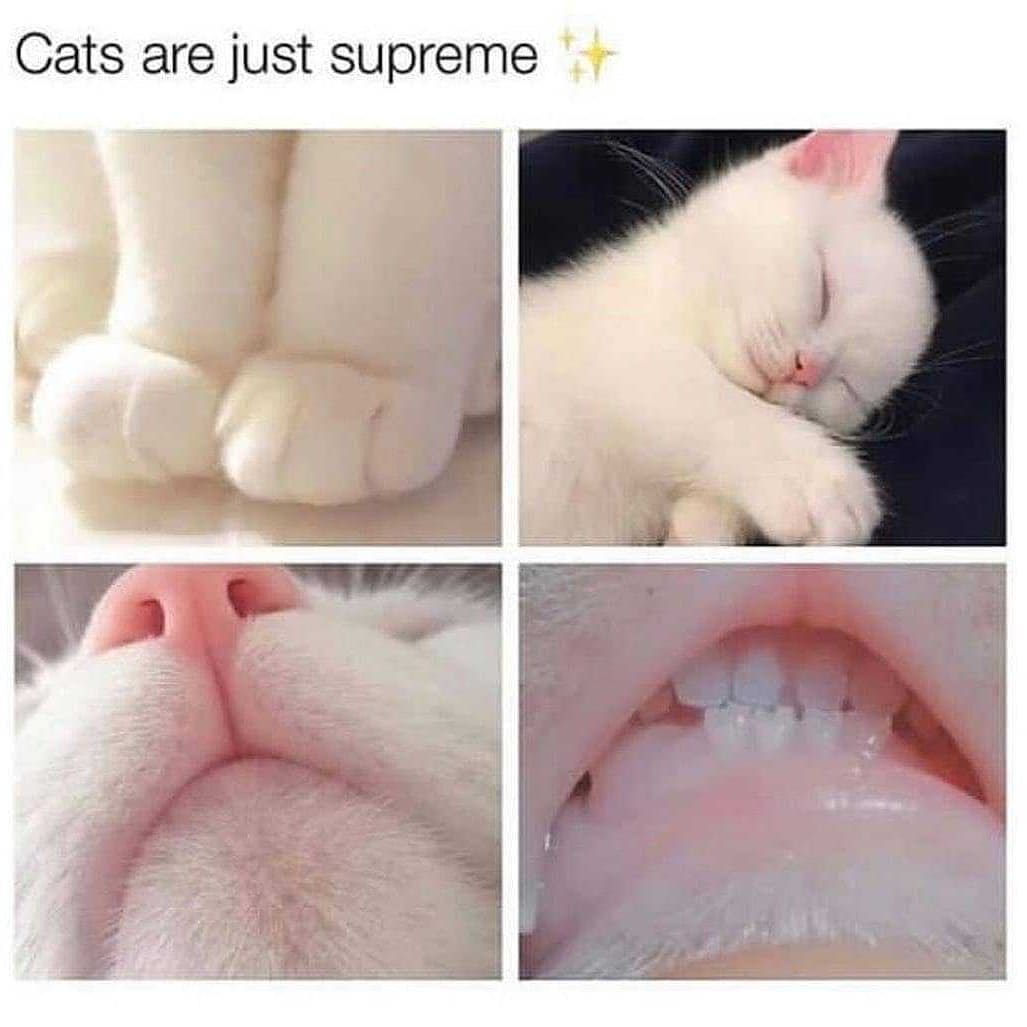 Who agrees ? 
#CatsOfTwitter #cats #catheaven