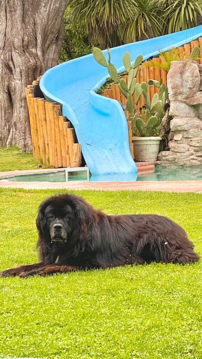 TomasLara3's tweet photo. Ya que Twitter es servicio. A ver si me dan una mano compartiendo. Se perdió el 27/08 por Varese, tiene 14 años. Terranova negro. Toma medicación. Gracias https://t.co/BYtQIsgqG8