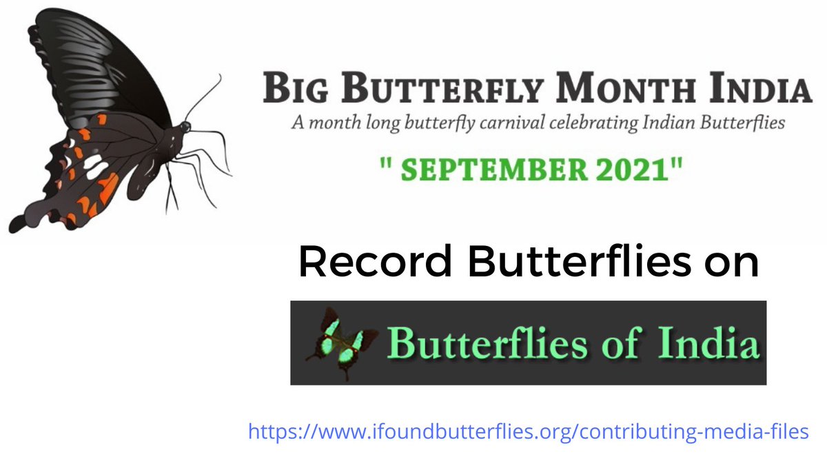 Big Butterfly Month - India tweet media