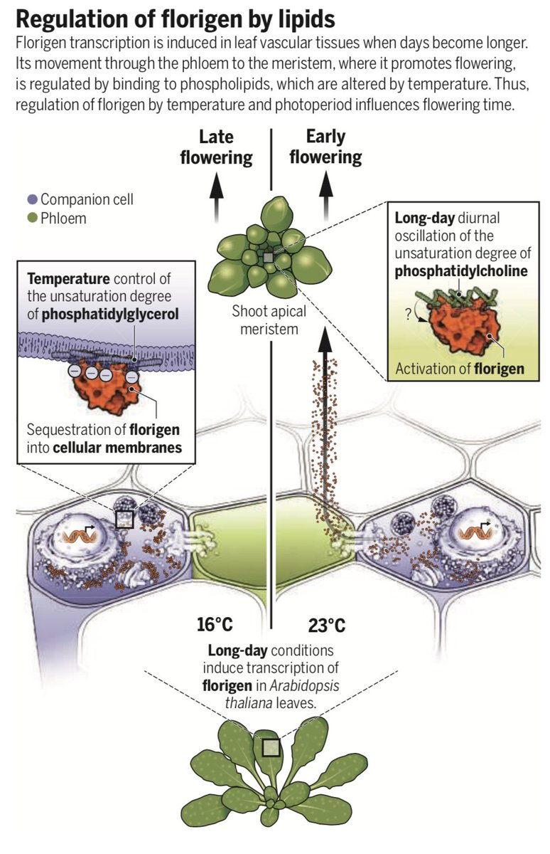 It was fun writing a perspective with @Francois_Parcy on Ji Hoon Ahn's science paper
▶️ lipid-mediated regulation of flowering time. 

I especially enjoyed drawing the figure by hand and seeing the pro <a href="/oooitsplasma/">Val Altounian</a> finalizing it

science.org/doi/10.1126/sc…
science.org/doi/10.1126/sc…