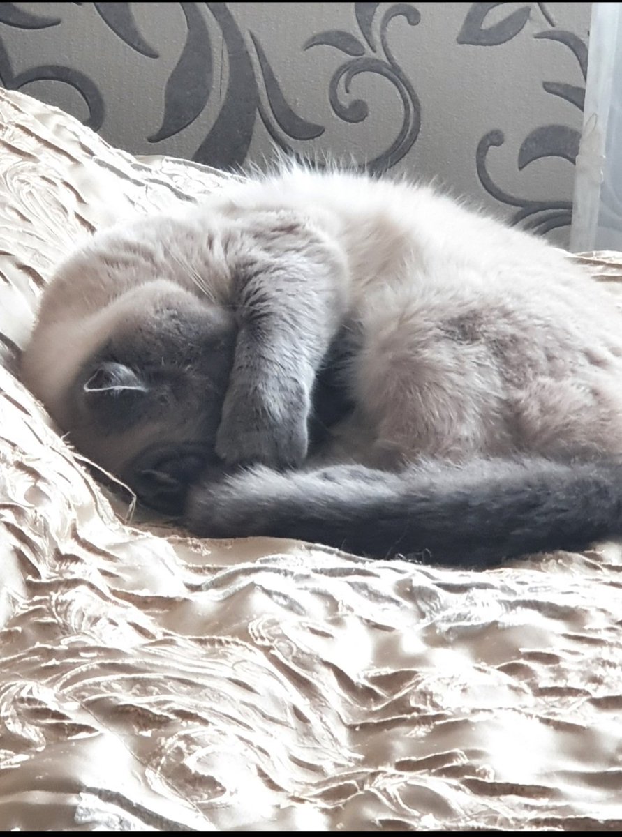 SurprisedWish's tweet photo. @_Aarsh__ @wilburonvinyl @tapllocked Here some cat pictures https://t.co/DYtD6BHRoh