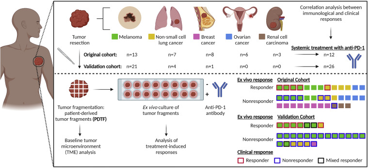 Online Now: Tumor organoid-originated biomarkers predict immune response to PD-1 blockade dlvr.it/S6qWsJ