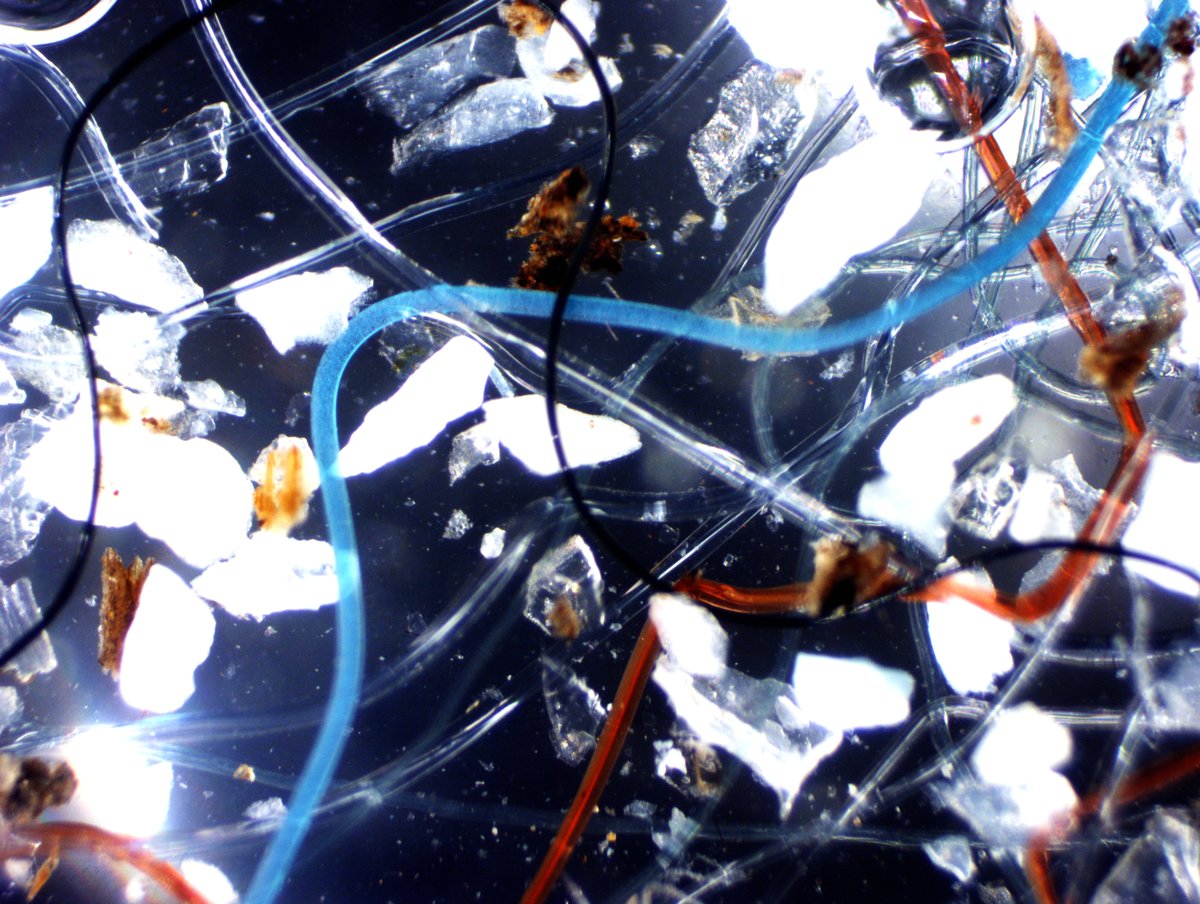DebrisResearch's tweet photo. Our projects span all sizes of plastic pollution, from our literal tons of ghost nets all the way down to these teeny  tiny fibers
📸 @SandquistRachel https://t.co/0BrR4FmEAm
