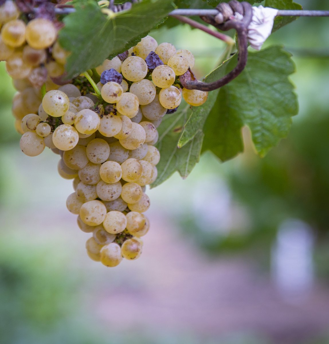 Fall is here and the grapes have been looking beautiful! We're excited to see the valley buzzing with #Harvest2021 🍇