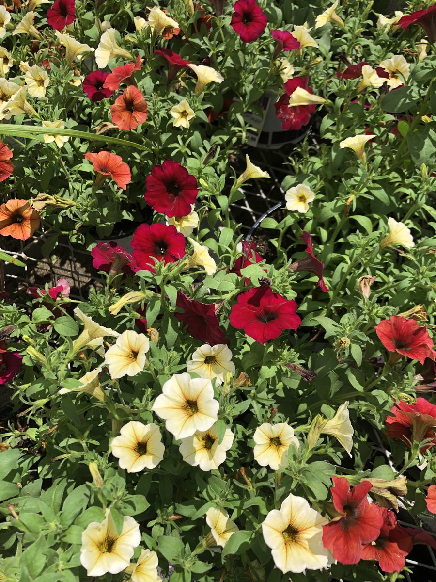 Donna Davis (@ddavis_m) on Twitter photo Fabulous. Fantastic. FALL! <a href="/JHW1077/">JW</a> <a href="/misshd03/">Megan A. Coleman</a> <a href="/freddyplants/">Fplants</a> <a href="/Stephen_E_Camp/">Stephen Camp</a> <a href="/GriffinAgriffin/">Alphonso Griffin</a> @PPSinHD <a href="/MetrolinaGHS/">MetrolinaGreenhouses</a> <a href="/CostaFarms/">Costa Farms</a> <a href="/CorryMiller4/">Corry Miller</a> Fabulous. Fantastic. FALL! <a href="/JHW1077/">JW</a> <a href="/misshd03/">Megan A. Coleman</a> <a href="/freddyplants/">Fplants</a> <a href="/Stephen_E_Camp/">Stephen Camp</a> <a href="/GriffinAgriffin/">Alphonso Griffin</a> @PPSinHD <a href="/MetrolinaGHS/">MetrolinaGreenhouses</a> <a href="/CostaFarms/">Costa Farms</a> <a href="/CorryMiller4/">Corry Miller</a>