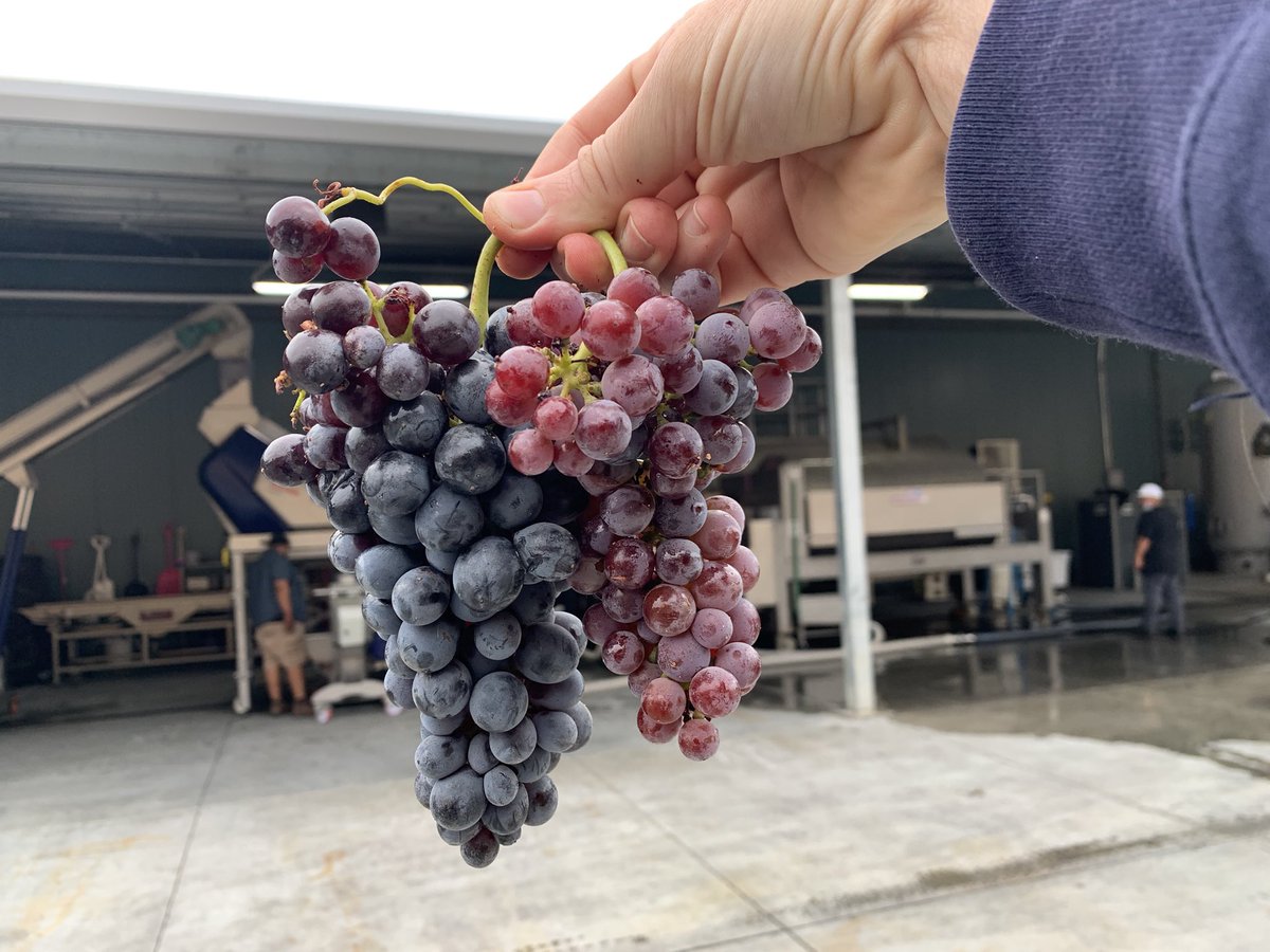 GrooveWines's tweet photo. Cinsault on the left, Counoise (Coon-Wahzz) on the right. The wazz has much smaller berries this year, a common theme across CA this year due to the drought. It is also kickin’ some mouthwatering acid vs. luscious juiciness (word?) of the Cinsault.  #rosé https://t.co/Vo7dBOBg9q