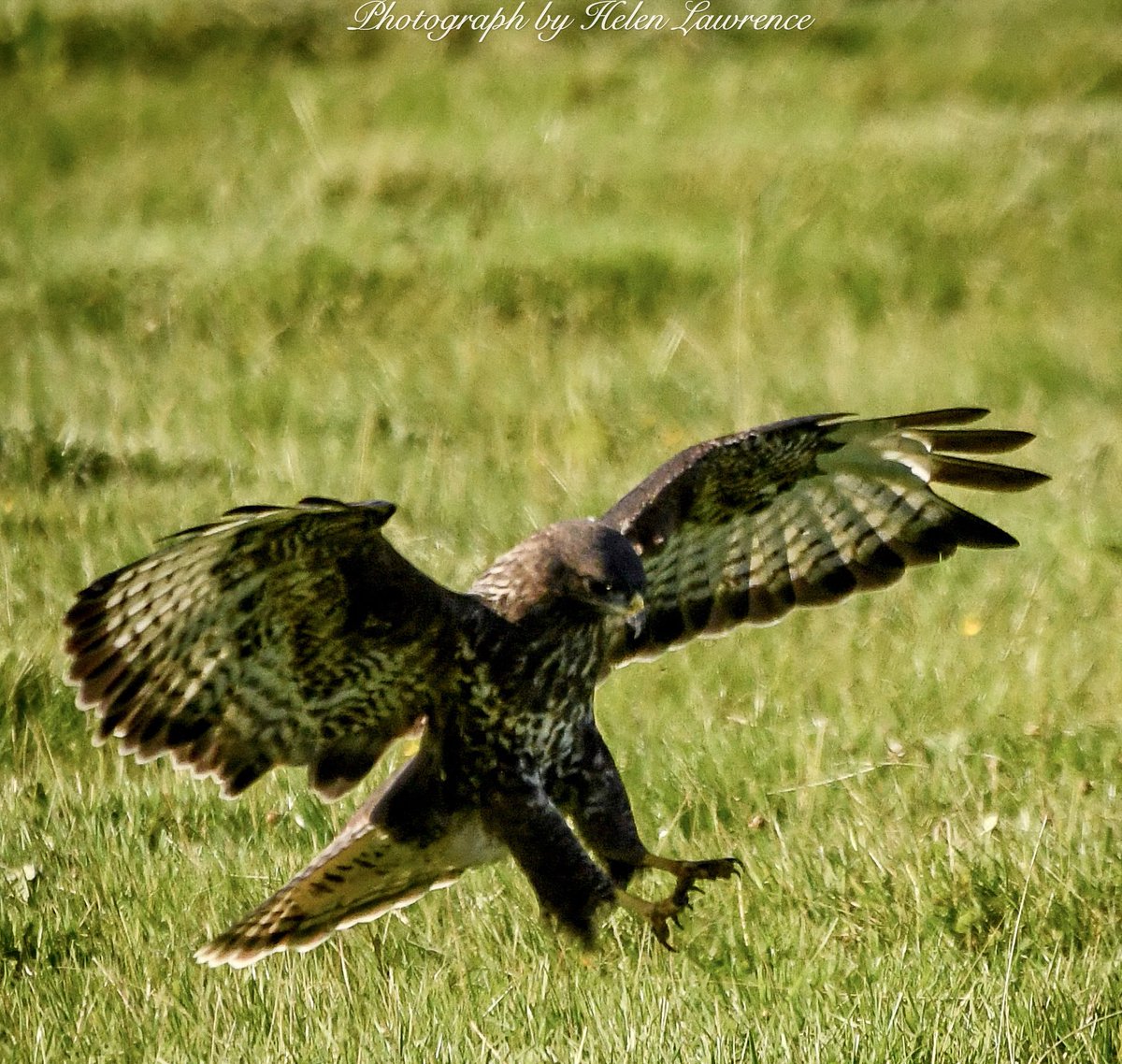 I’m coming to get you… #Buzzard #Commonbuzzard #birds #BirdsSeenIn2021 #birdphotography #birdwatching #BirdsOfPrey #Scotland #Tay