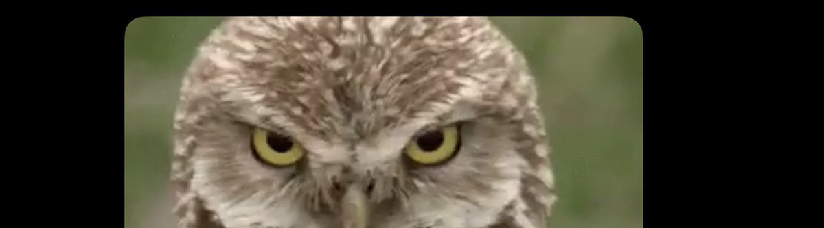 Kevin Durant (@kdtrey5) on Twitter photo 