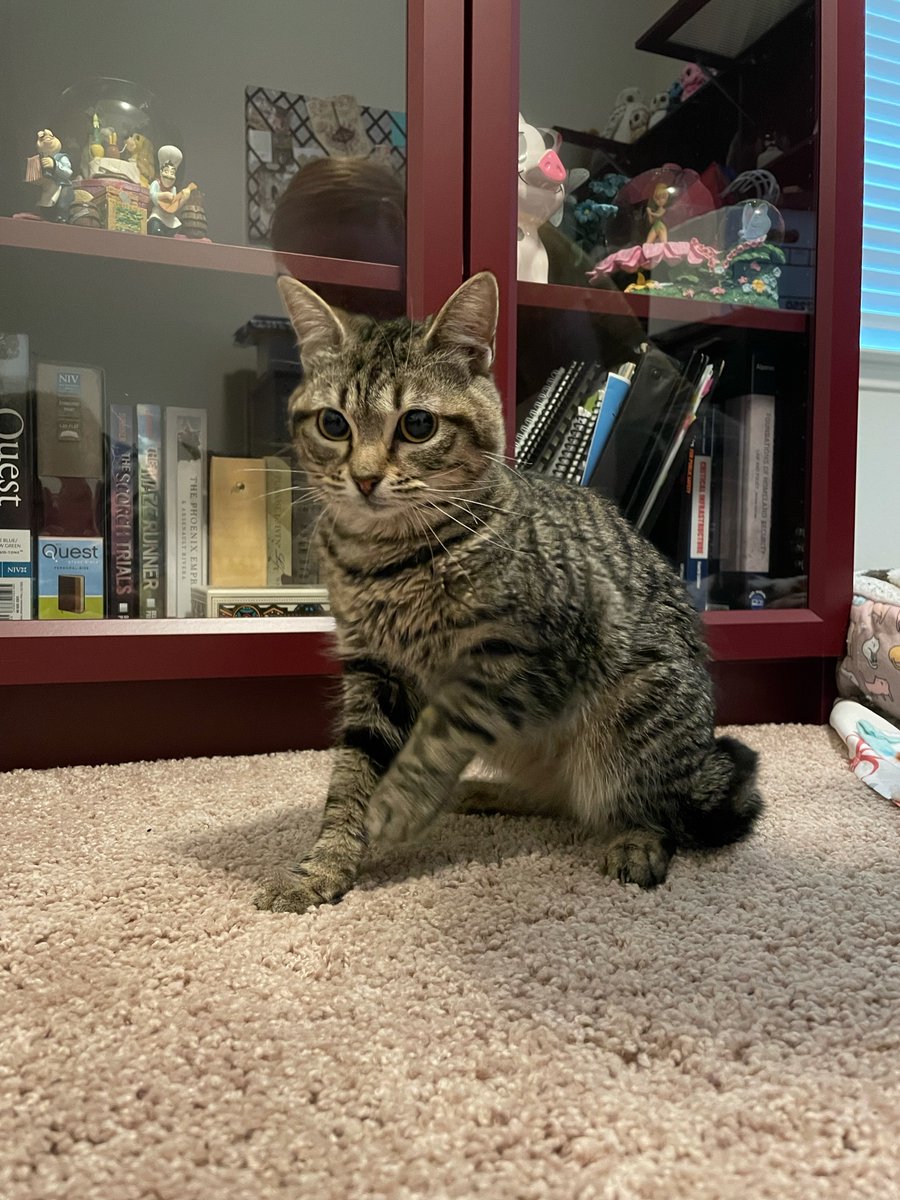 wilcopets's tweet photo. #FosterFeature 🐱🐱 Owl &amp; Sparrow are a daughter-mother bonded pair, who are currently in a wonderful foster home. https://t.co/ZhsHAIYCVB