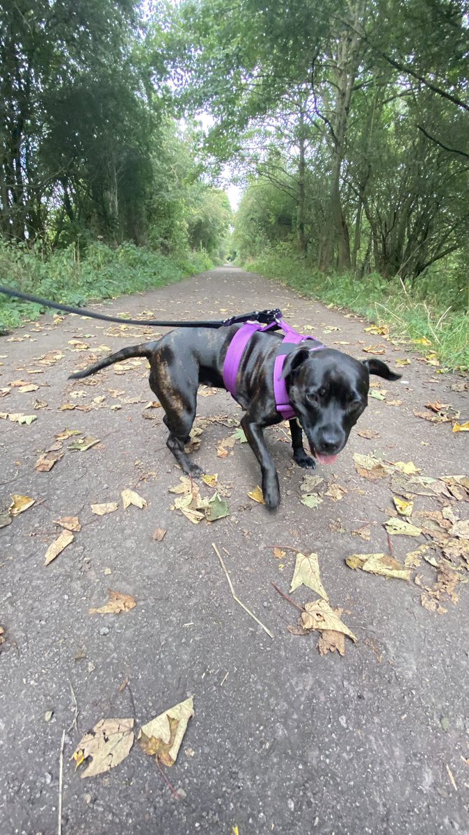 DollyStaffy's tweet photo. Mom says ACTION SHOT and I finks I werked it https://t.co/vRXJ1WfJxb