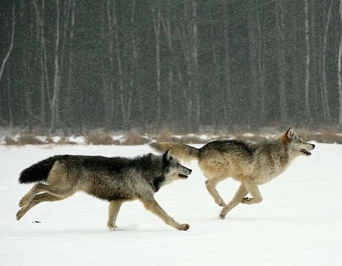 ARTIFAXING (@pedestrian) on Twitter photo 