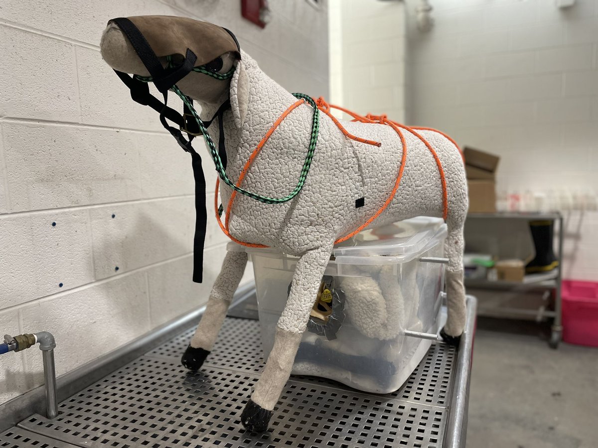 jmcartdvm's tweet photo. I never know what I’m going to see when I walk into our Ambulatory garage @cornellvet. Looks like #MarySmith is up to something! #CornellAmboVet https://t.co/zFSNBanmgz