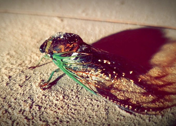 This Cicada was just vibing with @bloodyjava while she used her lathe. What a beautiful creature. https://t<a class="tags" target="_blank" title="On Twitter" href="/?out=eyJ0eXAiOiJKV1QiLCJhbGciOiJIUzUxMiJ9.eyJpYXQiOjE3MjE0MjUzOTUsImlzcyI6InR3cG9ybnN0YXJzLmNvbSIsIm5iZiI6MTcyMTQyNTM5NSwiZXhwIjoxNzUyOTYxMzk1LCJyZWRpcmVjdF91cmwiOiJodHRwczovL3R3aXR0ZXIuY29tL2Jsb29keWphdmEifQ.dTu66dXsfoXMui0W3iEXqL58xVrjIba3nZ3x7V7s1ftd7q5-lVbASrAKrG_hPFHUsbJqC7oL-90Jf9kotnnEXQ">@bloodyjava</a><a href="/tag/thankmas"class="tags"><span>#thankmas</span></a>